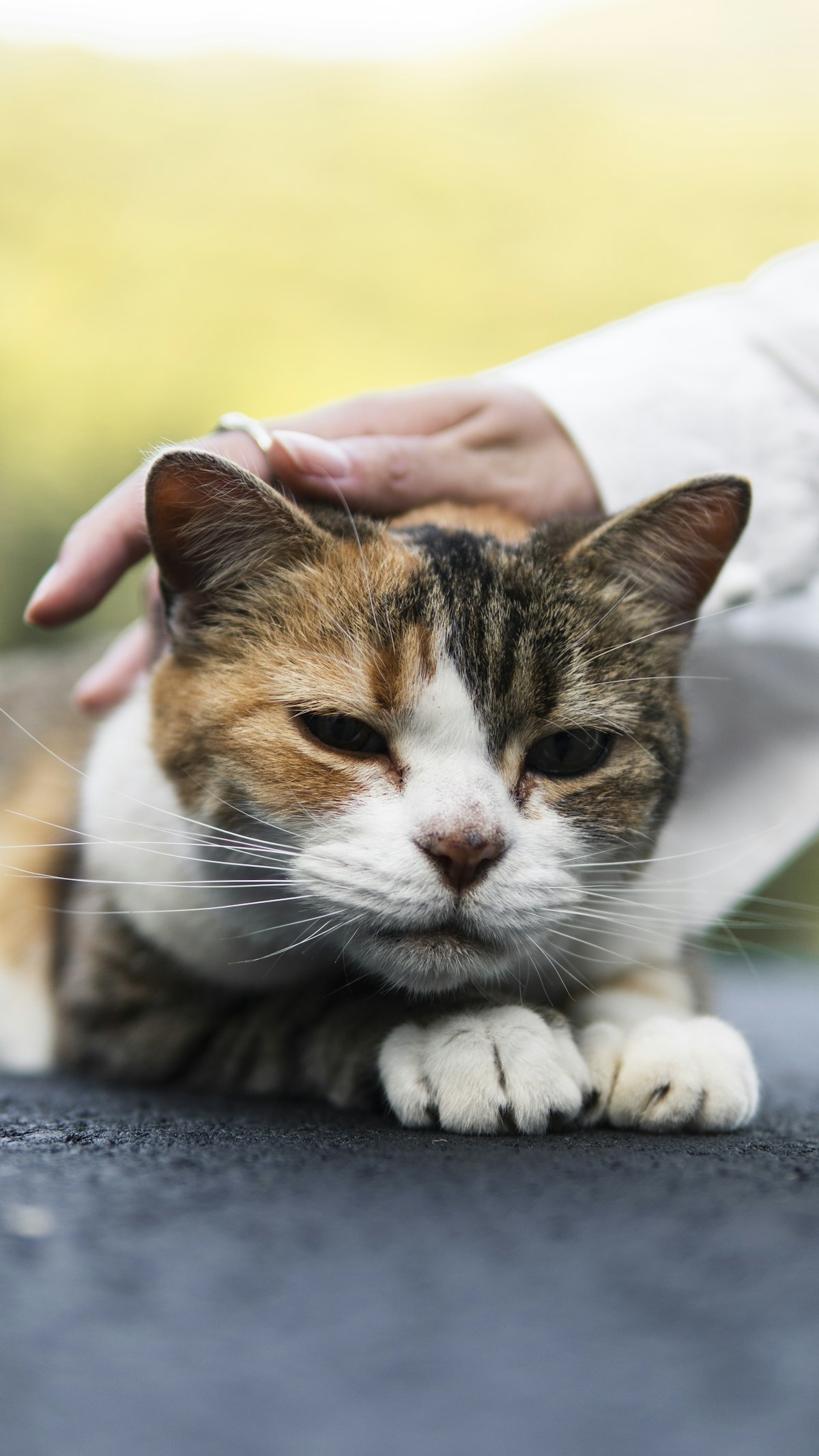 Gato recebendo carinho